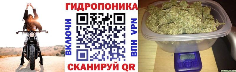 darknet наркотические препараты  Зеленогорск  Шишки марихуана ГИДРОПОН 
